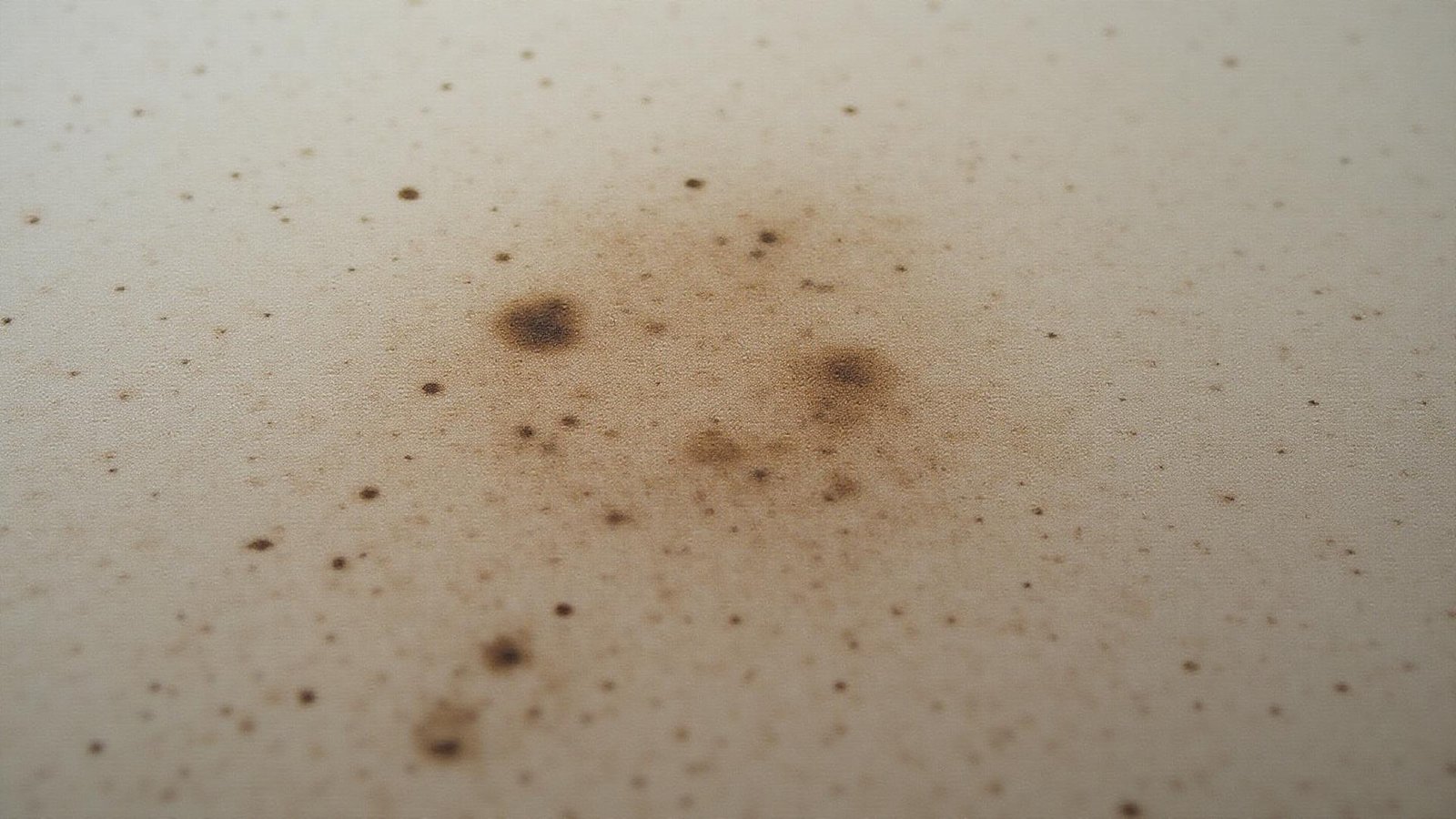 طريقة تنظيف السجاد المتسخ جداً - دليل شامل 2026